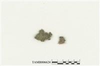 藏品(圓尖細鱗蘚)的圖片